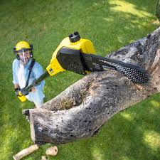 Why Choose Our Tree Removal Services in Darby, PA?